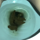 A very cute girl shits in 2 scenes: a rear view with a log hanging from her ass, then an under ass view with a log dropping and a pile of product in the bowl. Filmed from a between the legs perspective. Vertical format video. Under a minute.